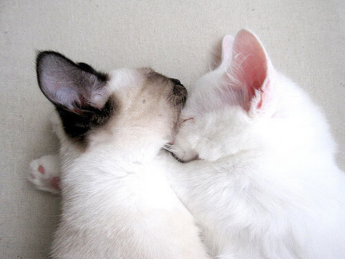 美国队赛制解读：团体赛中的阵容选择与战术执行，美国队员