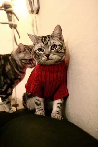 印度赛制解析：如何打造本土乒乓体育文化，印度人打乒乓球